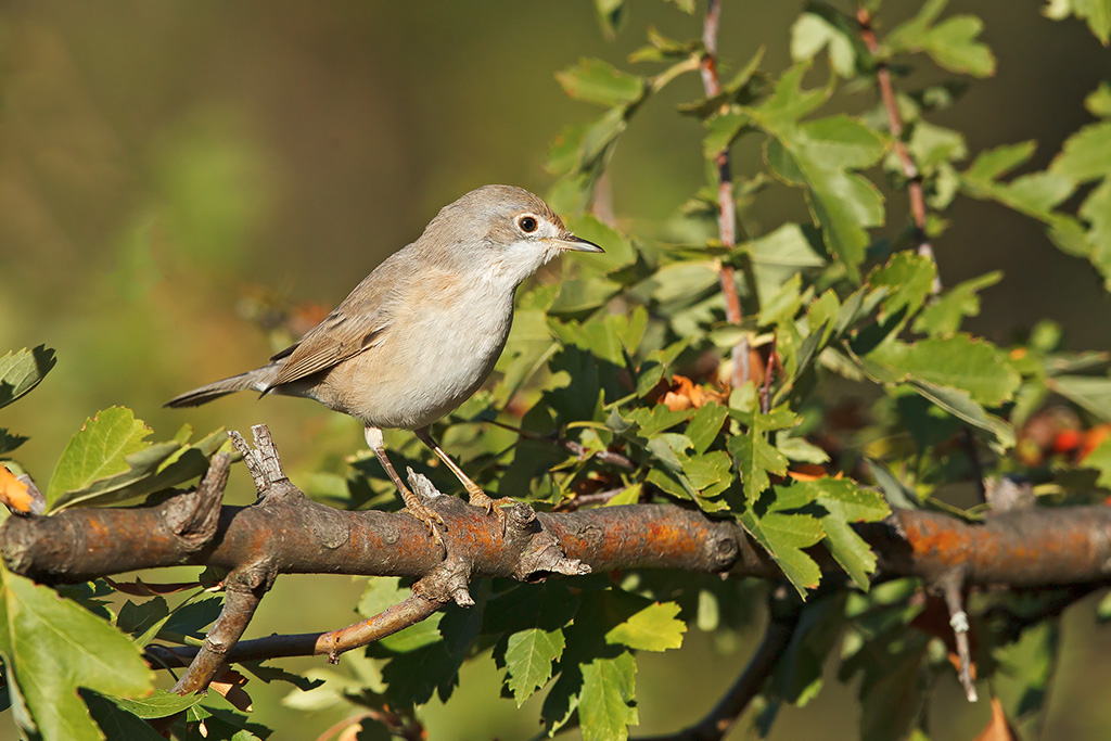 Sterpazzola (Sylvia communis)